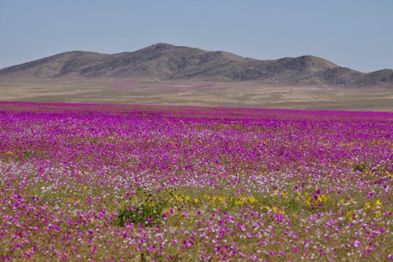 Desierto florido: un fascinante fenómeno natural
